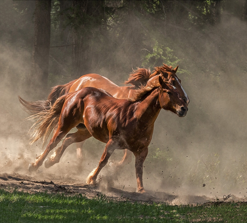 Dashing Chestnuts by artist Claire Porter